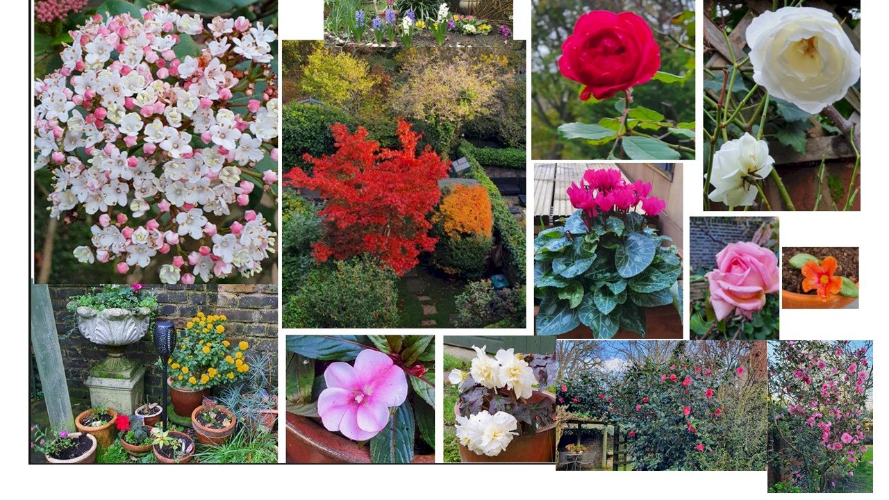 The image is a collage of flowers growing in Professor Muntoni's garden. There are several varieties of rose as well as camellias and cherry blossom