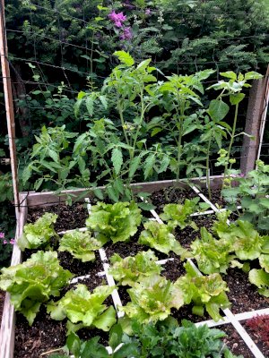 Lettuce and tomato plants